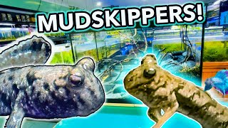 How To Setup a Mudskipper Paludarium  MUDSKIPPERS [upl. by Demodena]