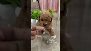 Maltipoo Puppy maltipoo [upl. by Zweig]