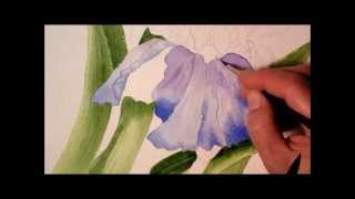 Iris in Watercolor painting process time lapse [upl. by Ainak]