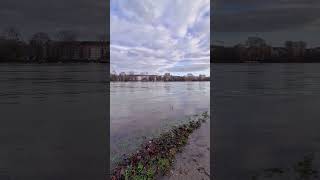 Hochwasser  Ludwigshafen am Rhein  Mannheim rhein shorts newstatus [upl. by Barrington]