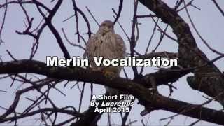 Merlin Season 1 [upl. by Natan]