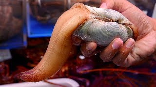 Japanese Street Food  GEODUCK SASHIMI Seafood Japan [upl. by Etaner]