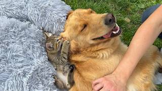 Golden Retriever’s Adorable Reaction To Tiny Kitten [upl. by Orlov707]