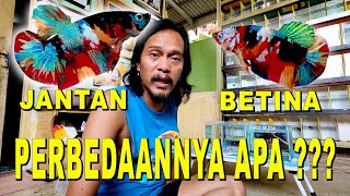 BEDANYA CUPANG JANTAN DAN BETINA [upl. by Weinrich]