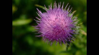 Flower of Scotland  Bagpipes [upl. by Eadrahs]