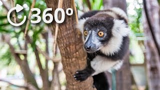 360º Surrounded by Lemurs  Perth Zoo  Australia 4K [upl. by Alaek]