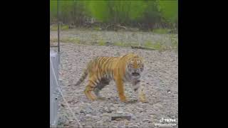 ussuri brown bear bear vs siberian tiger edit wildlifeedit bear vs tiger [upl. by Ymij]