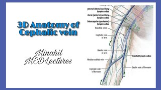 Cephalic vein  3D Anatomy  Origin Course and termination [upl. by Rialcnis]