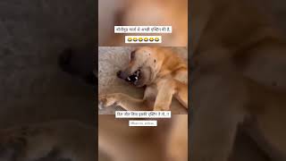 Dog ko funny videos 😅🤣 [upl. by Burkhardt]