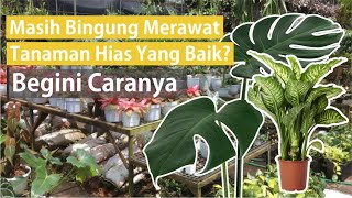 Tips perawatan amp pupuk aglaonema terbaik juga teraman ala Tren Tanaman Hias [upl. by Daugherty]