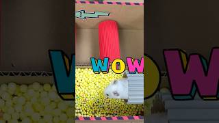 Hamster Escape Amazing Maze Level 7049 shortsviral pets hamsters [upl. by Sirrep325]