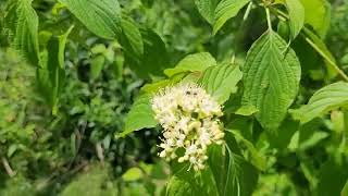 Pagoda Dogwood Beautiful and Great for Wildlife [upl. by Keri583]