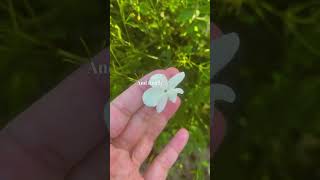 Harvesting Jasmine in Grasse ✔️ fragrance grasse youtubeshort [upl. by Arramat]