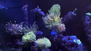 Torch Coral Garden Euphyllia Glabrescensgaryjamesaquariumkeeper [upl. by Julita]