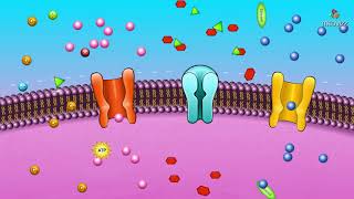 Cell membrane permeability  Animated membrane physiology [upl. by Nosahc592]