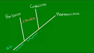 Características gerais e relações evolutivas dos platelmintos  Zoologia  Biologia [upl. by Dorrehs]