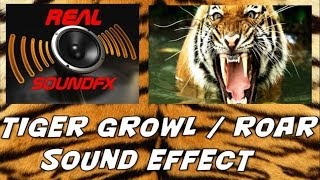 Tiger growl or roar tiger king sound effect  realsoundFX [upl. by Kella144]