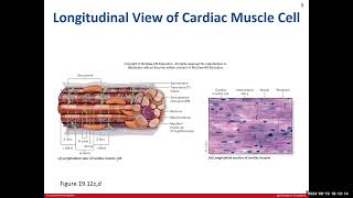 Day 7 BIO 211 720 Lecture FA2024 Heart [upl. by Anilam]