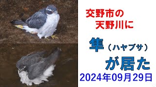 交野市の天野川にハヤブサが居た。 20240929 [upl. by Lyrac359]