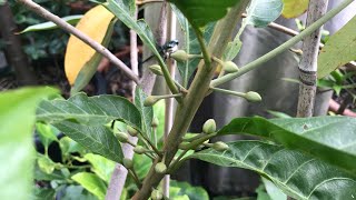 Egg fruit plant  Canistel  Pouteria Campechiana  October update with flowers [upl. by Enegue]