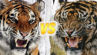 TIGRE DU BENGALE vs TIGRE DE SIBÉRIE  Qui est le roi des tigres [upl. by Iccir]