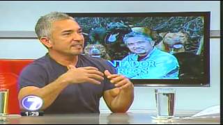 Cesar Millan quotEl Encantador De Perrosquot En Costa Rica Entrevista En Telenoticias [upl. by Curr312]