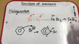 Halogenation of Benzene [upl. by Medin]