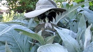 A Conversation With Cardoon  Harvesting Cooking Recipe amp Taste Test [upl. by Lubba]