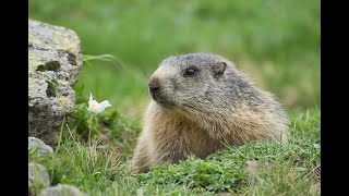 Marmotta  Marmotte in Lessinia [upl. by Nwahsyar]