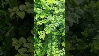 Discover the BEAUTY of Star Jasmine 💮 starjasmine beauty shortsviral exciting flower gardening [upl. by Lewap]