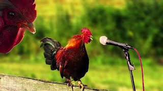 Funny Chicken Song and Rooster Dance 4  Chicken Dance Songs amp Chicken Videos 1 🐔 🐓 [upl. by Cloots]