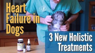 Heart Failure in Dogs 3 NEW Holistic Treatments [upl. by Oran]