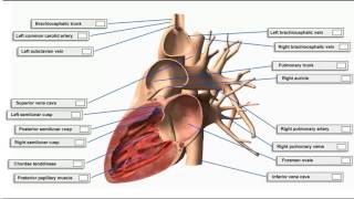 AO Scan Digital Body Analyzer  Vitals Comprehensive [upl. by Fergus]