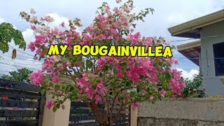 MY BOUGAINVILLEAS VLOG 24 [upl. by Calvin315]