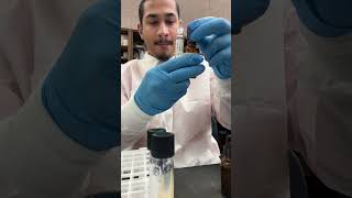 Pseudomonas nitrate test  microorganisms bacteria [upl. by Heigl151]