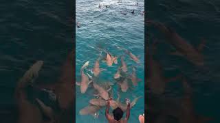 What’s That Curious Sharks✨🦈🤿🌊shorts youtubeshorts shortsfeed shortvideo viralvideo trending [upl. by Eittak]