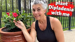 Plant DIPLADENIA With Me 🌺 The Best Flowers for Hot FullSun Areas [upl. by Rhianon]