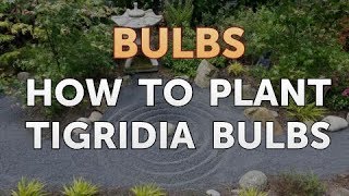 How to Plant Tigridia Bulbs [upl. by Kozloski]