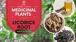 🍬 Licorice Root Ancient Remedy for Modern Health 🌱 Discover Its Healing Secrets [upl. by Cilegna]