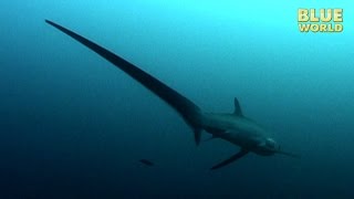 Philippines Thresher Sharks  JONATHAN BIRDS BLUE WORLD [upl. by Nylg]