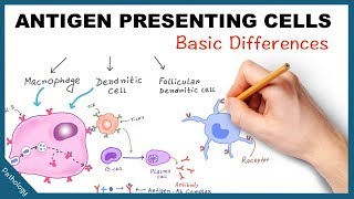 Antigen Presenting Cells  Few basic differences [upl. by Eelasor]