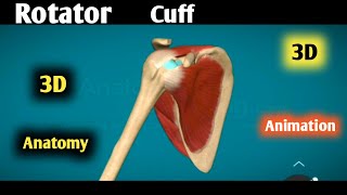 rotator cuff anatomy 3d  rotator cuff muscles  rotator cuff muscles actions animation [upl. by Laban478]