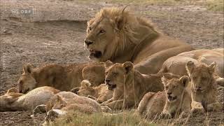 Wildes Afrika Ngorongoro  Der Garten Eden  Doku  Deutsch [upl. by Hubbard46]