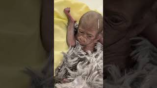 Premature baby gorilla born at Texas zoo [upl. by Ljoka]