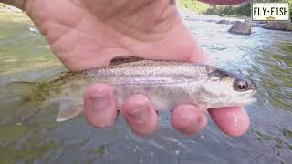 Fly Fishing  Esopus Creek September 11 2021 [upl. by Ahsinak]