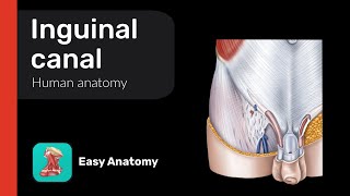 Inguinal canal  Anatomy amp Function [upl. by Leuas]