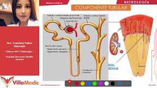 Anatomía y fisiología renal Villamedic  Clínicas 2021 [upl. by Ardnat758]