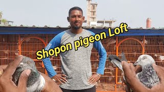 স্বপন ভাইয়ের কবুতরের লফট  shopon pigeon loft  Part  1  mspigeonloft kobutor video pigeon [upl. by Rumit]