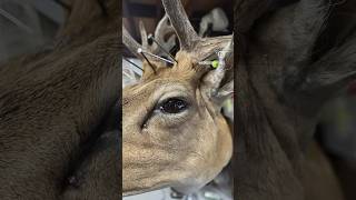 Taxidermy Velvet Fallow Deer Buck  First Mount Completed All InHouse shorts deer fallow antler [upl. by Ika162]