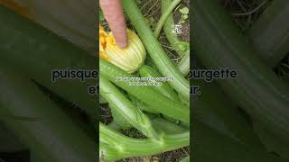 👨🏻‍🌾 Tuto potager  récoltez encore plus de courgettes ⏐Dr Jonquille et Mr Ail permaculture [upl. by Mcferren288]